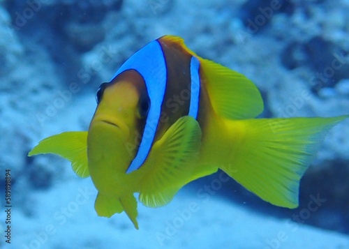 Egyptian Clownfish