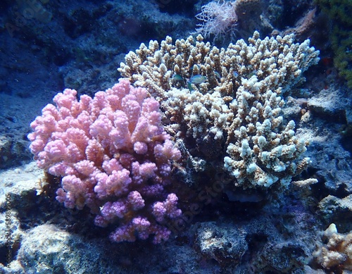 Egyptian Corals - 2023