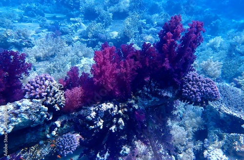 Egyptian Coral Reef - 2023 © Mike