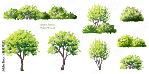 Vector watercolor of tree side view isolated on white background for landscape and architecture drawing  elements for environment and garden  painting botanical for exterior  section and elevation