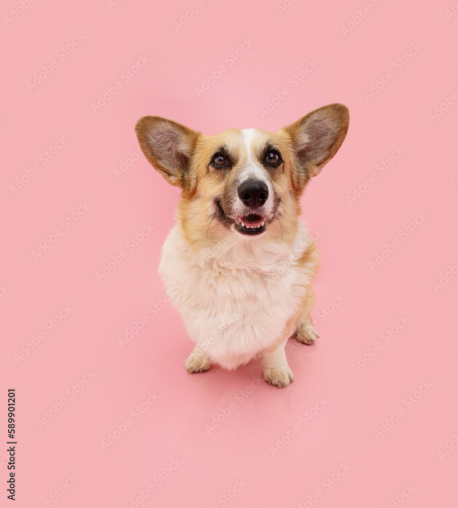 Happy welsh corgi pembroke dog smiling on summer season. Isolated on pink pastel background