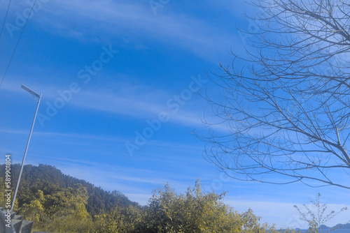 trees and sky