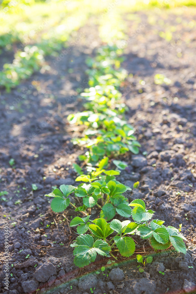 Wild strawberry beds, flowering plant. Summer, sunny day. Wild strawberry beds, flowering plant. Summer, sunny day.