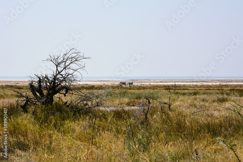 Two elephants walk very far on the salt marsh. Dry trees and grass in the foreground. Animals in the natural environment