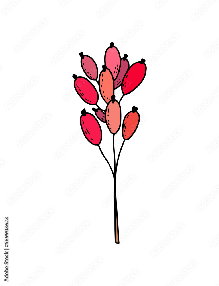 Hand-drawn graphic vector twig with red berries barberry, cranberry, cranberry