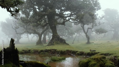 Fairy forest madeira