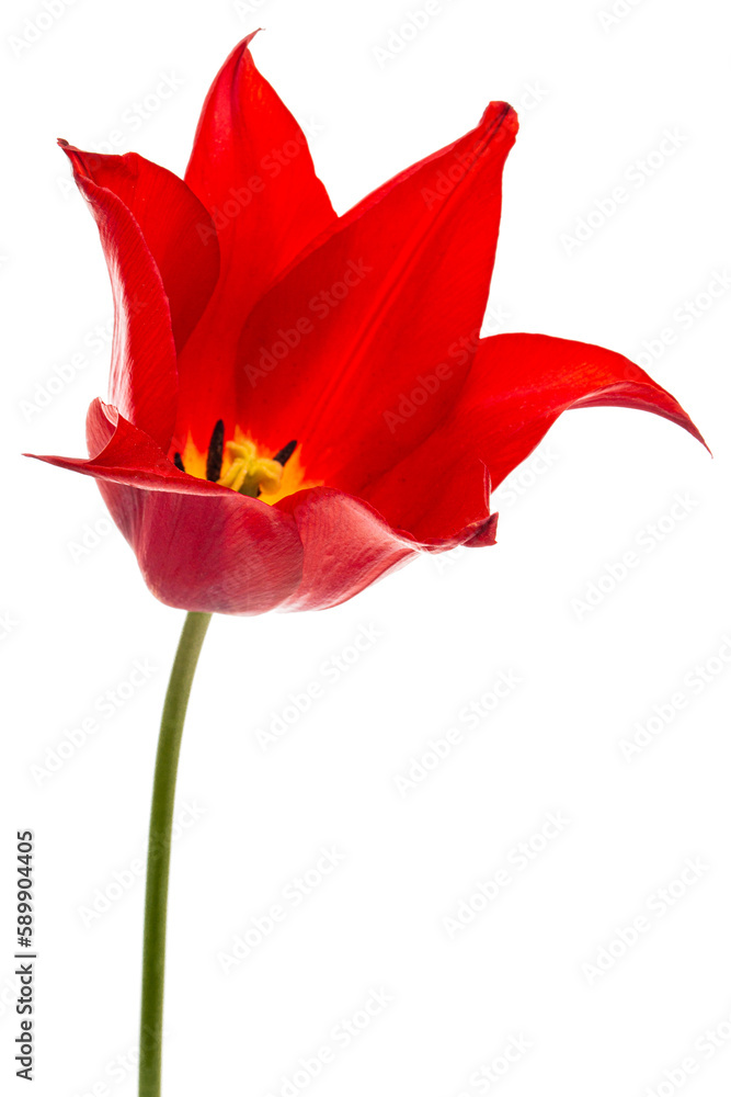 Flower of red tulip closeup, isolated on white background Flower of red tulip closeup, isolated on white background