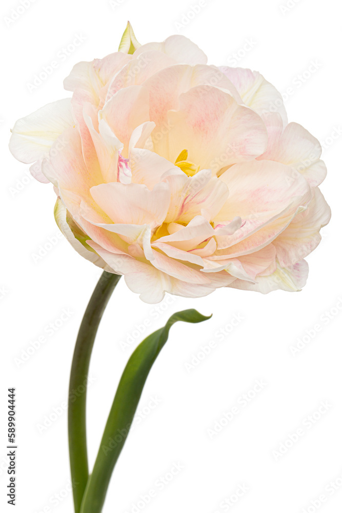 Obraz premium Soft cream tulip flower, isolated on white background