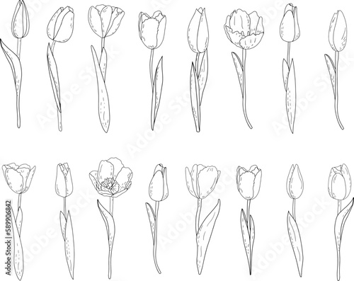 Hand-drawn vector set of outline tulips with shading 