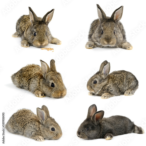 Collection of little rabbits from different angles isolated on white