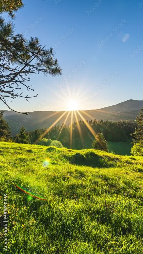 Vertical Sunrise in green spring nature with grassy meadow in forest ...