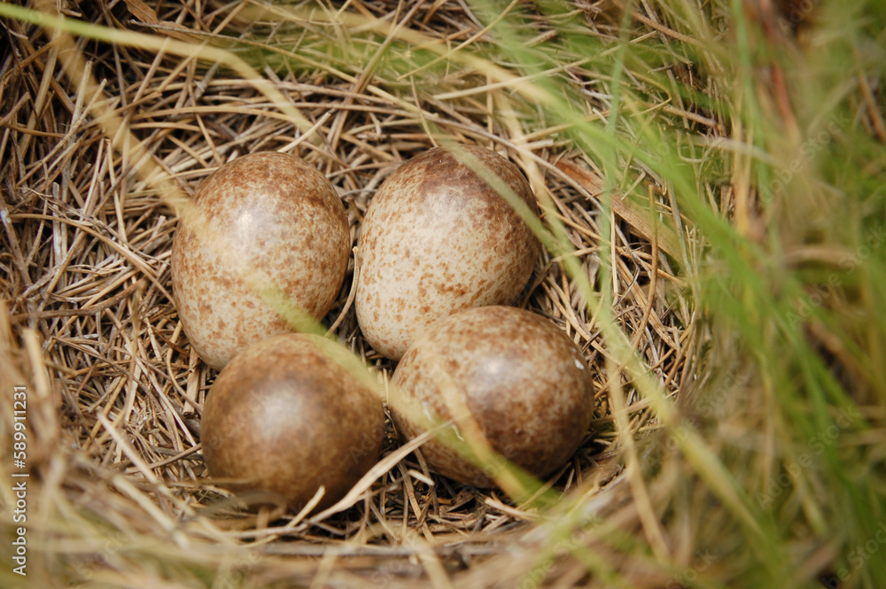 Quatre œufs de couleur marron clair et tachetés dans un nid peut-être d'alouette, vue de-dessus