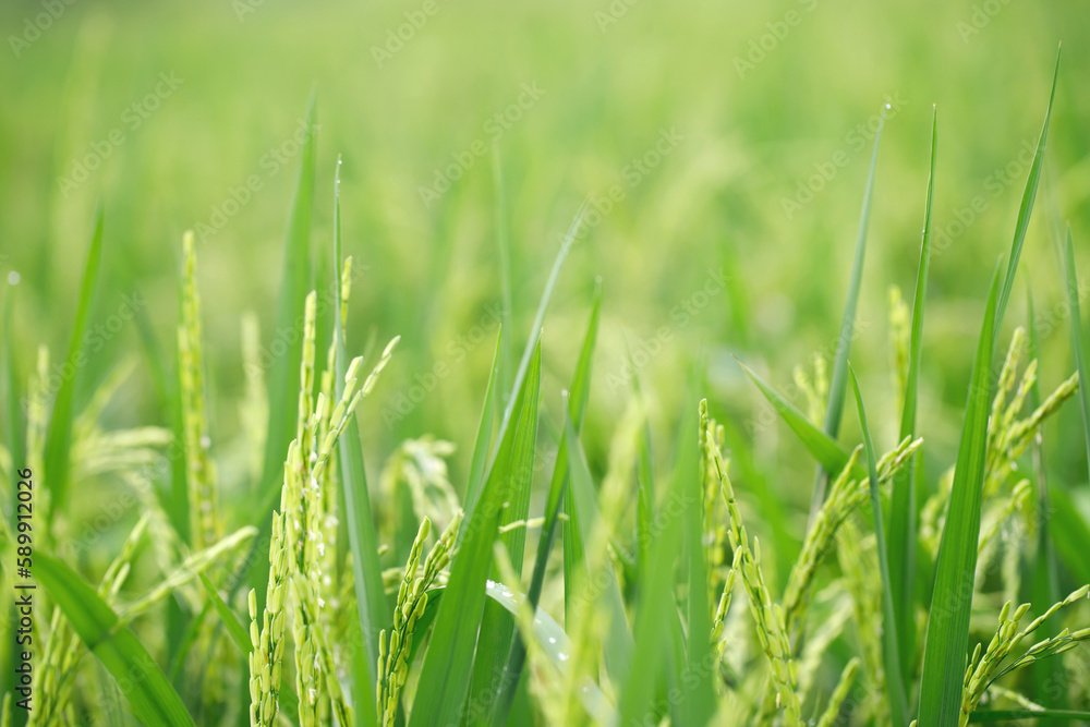 green rice field background close up beautiful yellow rice fields soft focus green rice field background close up beautiful yellow rice fields soft focus