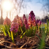 hyacinths spring flowers in the garden HD photography, AI