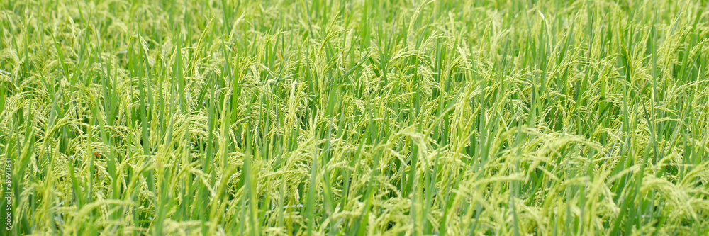 green rice field background close up beautiful yellow rice fields soft focus green rice field background close up beautiful yellow rice fields soft focus