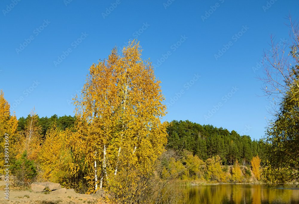 A bright yellow birch stands on the shore of a forest lake in autumn
