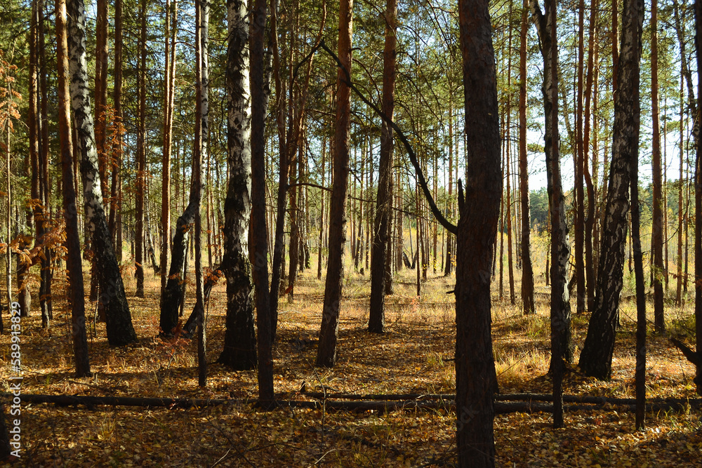 Dense thicket with many trees in the autumn forest lit by the sun Dense thicket with many trees in the autumn forest lit by the sun