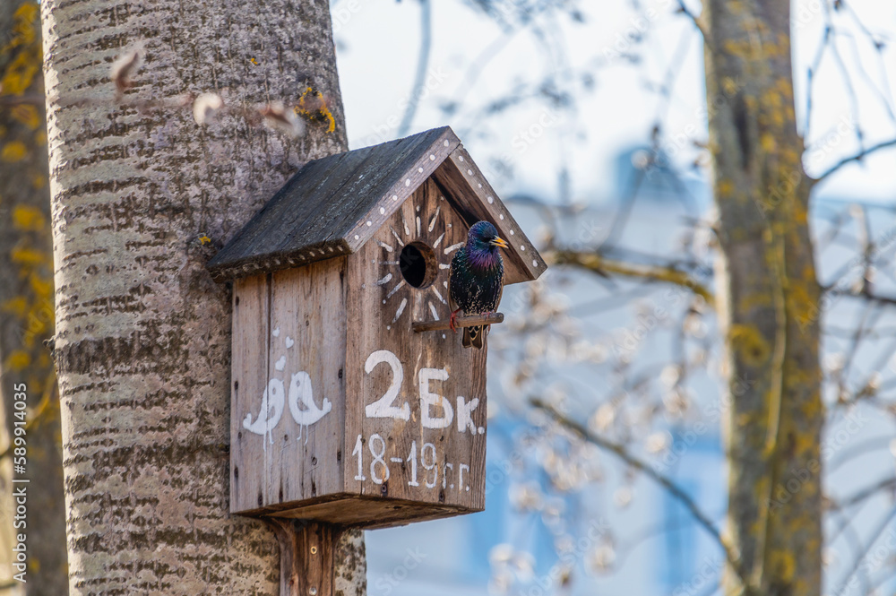The starling is sitting on the birdhouse number 2 building B made in 2018-2019