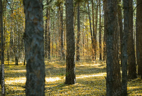 Trunks of pine trees in a dense thicket of a sun-drenched autumn forest