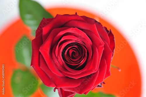 Rose rouge en gros plan, fleur en gros plan couleur rouge