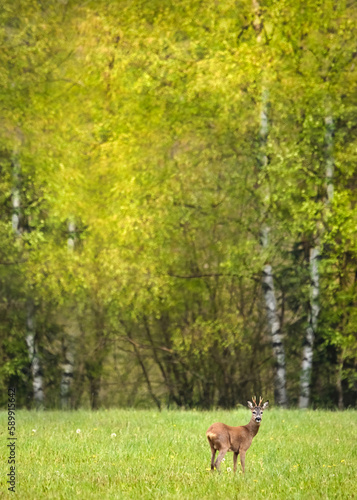 A juvenile deer on a meadow