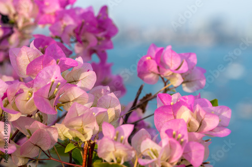 Flowers background. Beautiful nature scene with blooming flowers in sun flare. Blooming flowers festive background. pink flowers on blue sea background © Celt Studio