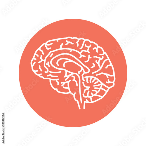 Pituitary color line icon. Endocrine system