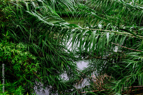 Xixi Hangzhou National Wetland Park  The park is densely crisscrossed with six main watercourses  among which are scattered various ponds  lakes and swamps.