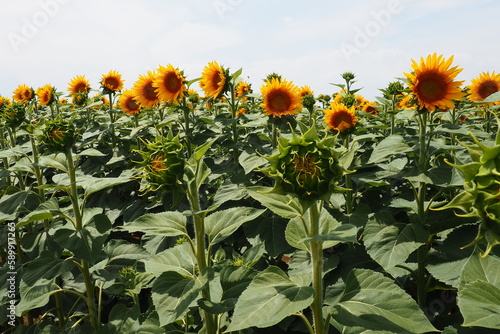 Agricultural sunflowers field. The Helianthus sunflower is a genus of plants in the Asteraceae family. Annual sunflower and tuberous sunflower. Blooming bud with yellow petals. Furry leaves. Serbia.