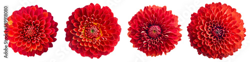 Assorted red dahlia flower heads on transparent PNG background. Created with Generative AI.  © iconogenic