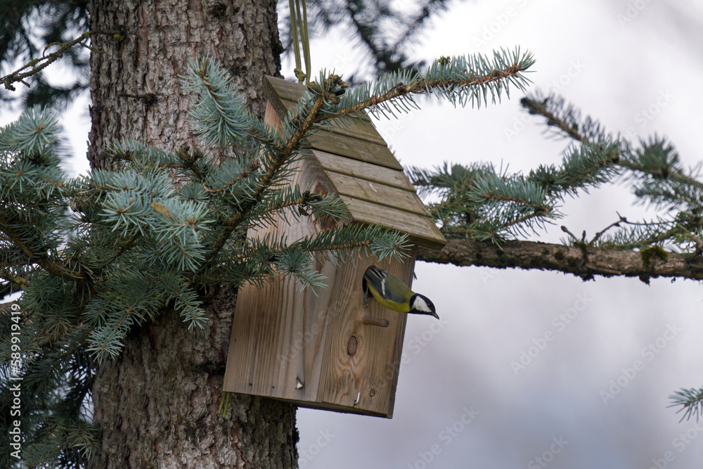 a great tit, parus major, sitting on a wood nesting box on a fir tree 
