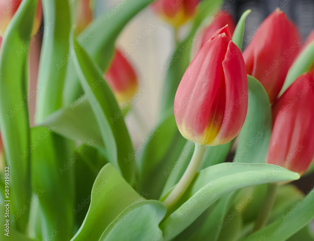Beautiful close-up of a tulip Beautiful close-up of a tulip