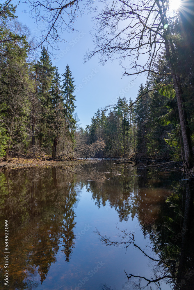 Wild forest lake in spring with old trees