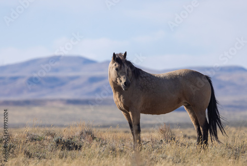 Wild Horse in Autumn in the Wyoming Desert © natureguy
