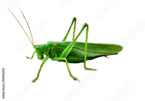 Obraz na plátne Green grasshopper without background isolated on white background