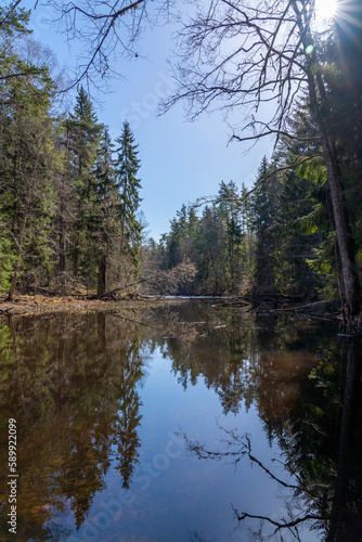 Wild forest lake in spring with old trees