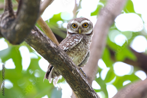 Little spotted owlet perched on a branch in tropical forest.