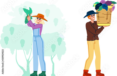 harvesting grapes vector