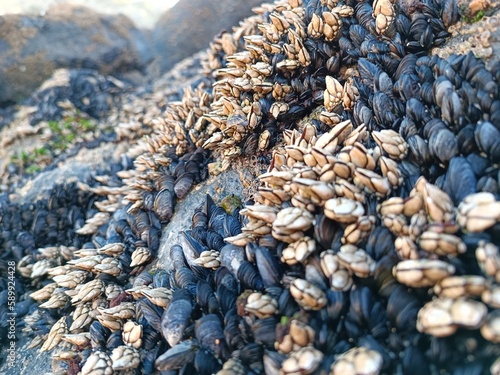 A pile of mussels are on the rocks and the shells are on the ground