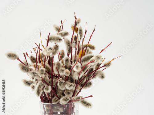 Willow twigs isolated on white background. without shadow