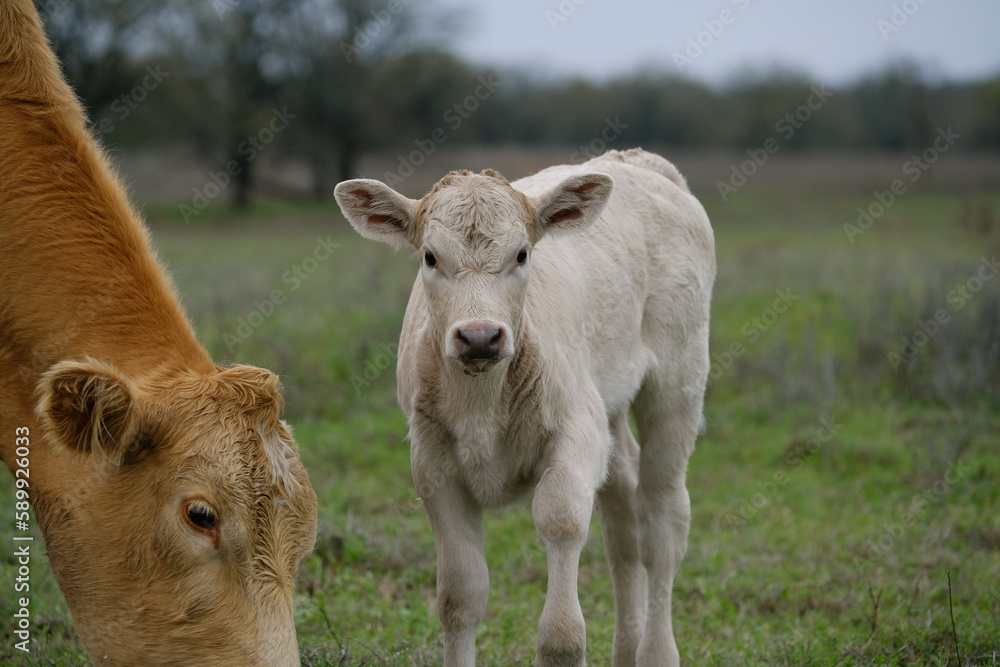 Charolais calf with cow shows beef cattle in Texas field during spring season on ranch. Charolais calf with cow shows beef cattle in Texas field during spring season on ranch.