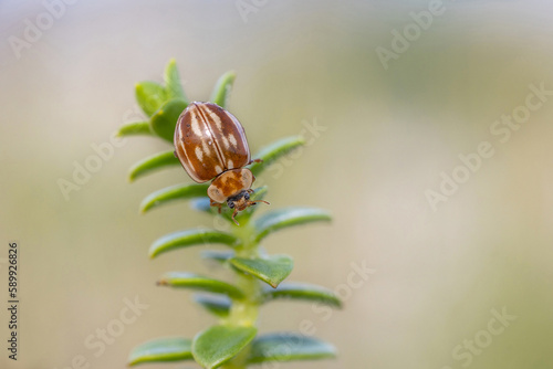 Myzia oblongoguttata striped ladybird close-up