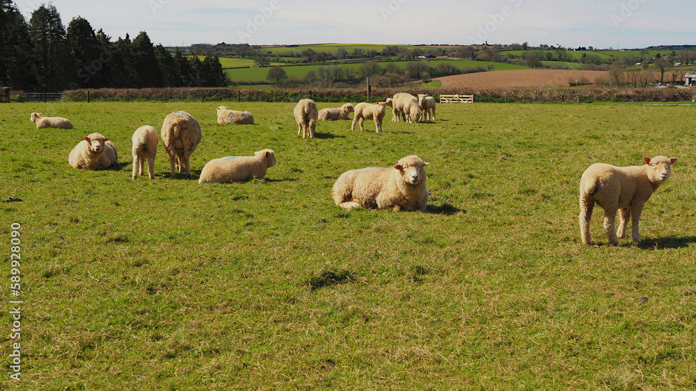 Obraz premium Views of sheep and lambs in a grassy field in Cornwall