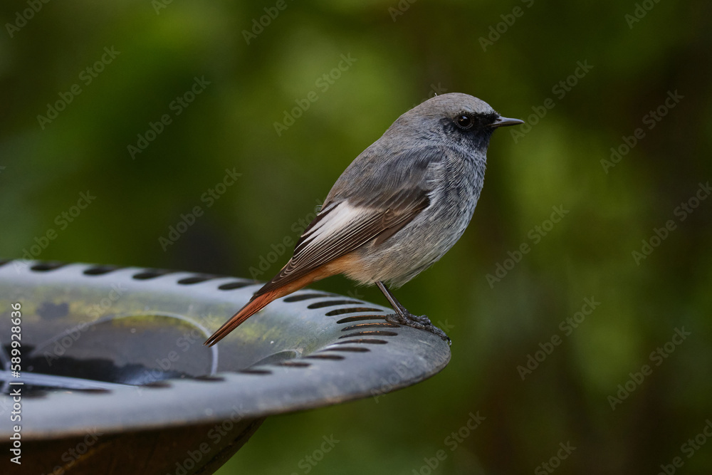 Obraz premium Junger männlicher Hausrotschwanz (Phoenicurus ochruros) 