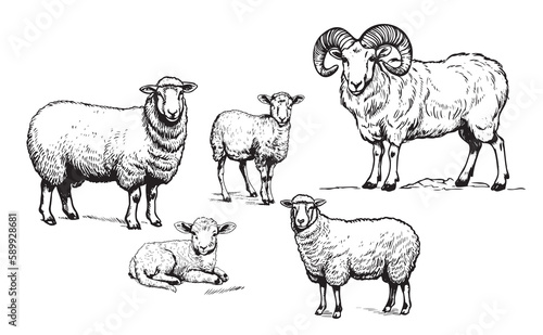 Sheep Ram Lamb family hand drawn sketch Vector illustration Farming