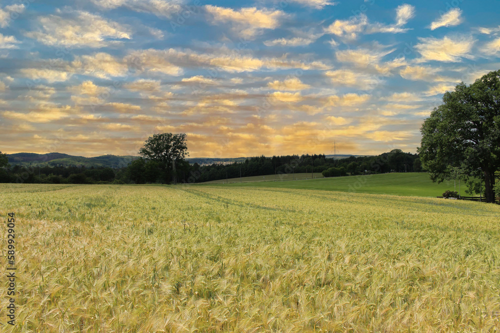 Landscape with cornfield, sunset in Sauerland