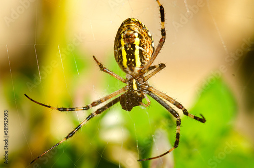 Spider Argiope on the web in autumn in Ukraine close-up