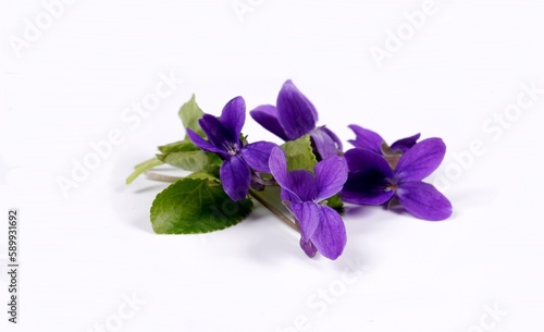 Duftfeilchen lila
