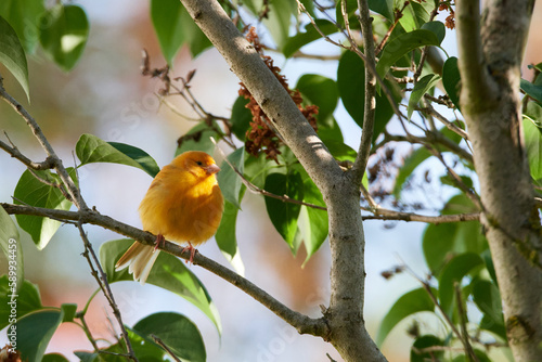 Ausgebüxter Kanarienvogel im Sommer	 photo