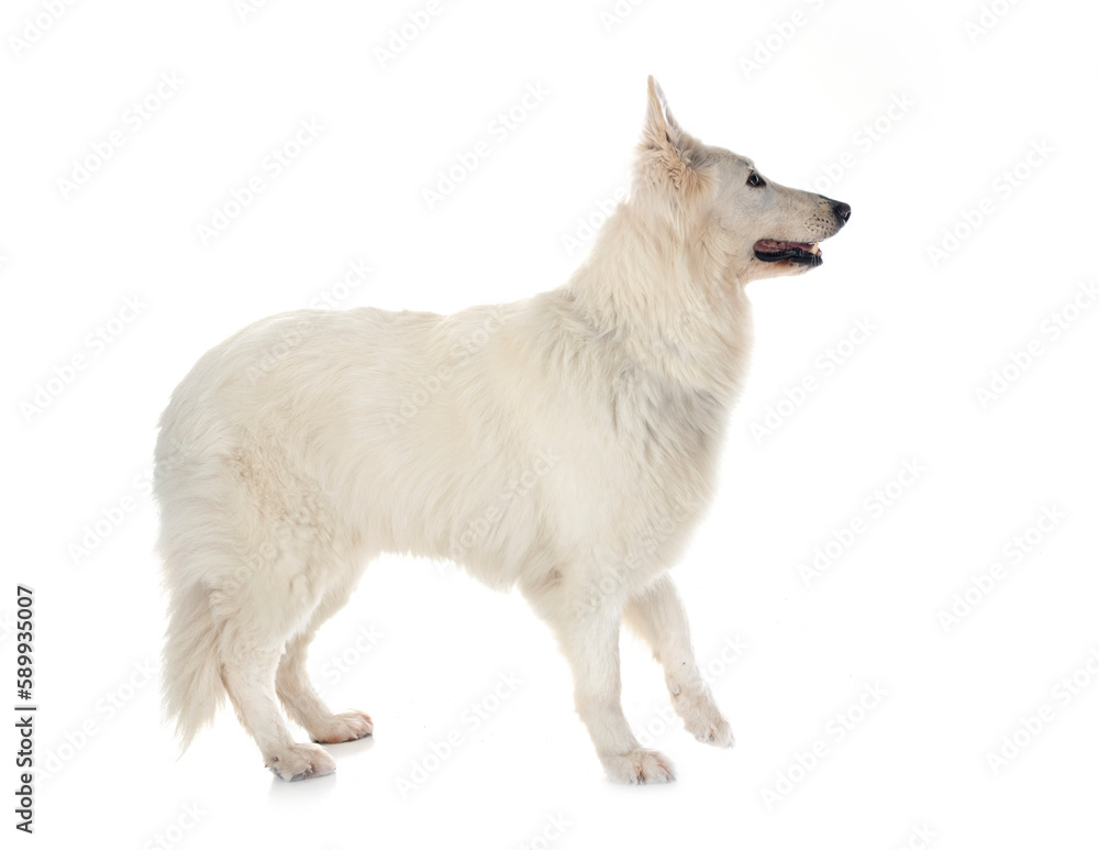 White Swiss Shepherd Dog White Swiss Shepherd Dog